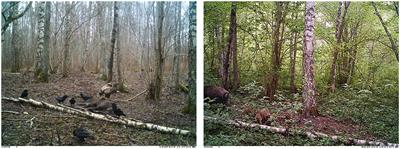 Wild boar (Sus scrofa) carcasses as an attraction for scavengers and a potential source for soil contamination with the African swine fever virus